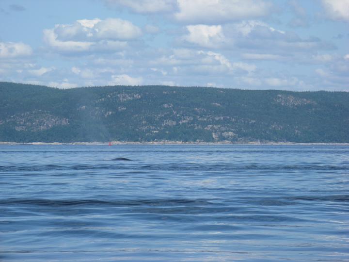Baleines 043.JPG